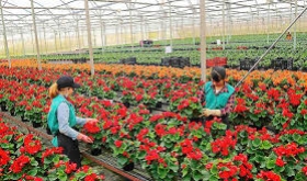 TUYỂN 2 NỮ KTV NGÀNH NÔNG HỌC, NÔNG NGHIỆP TRỒNG TRỌT TẠI TOCHIGI